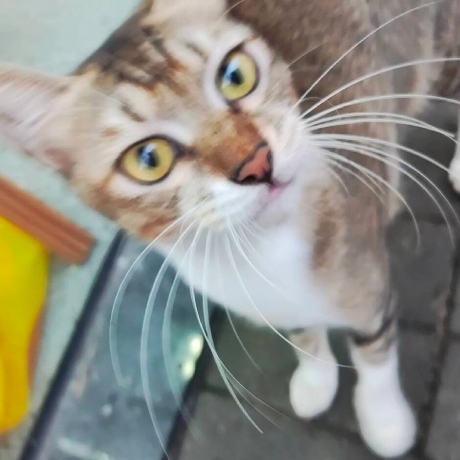 头像