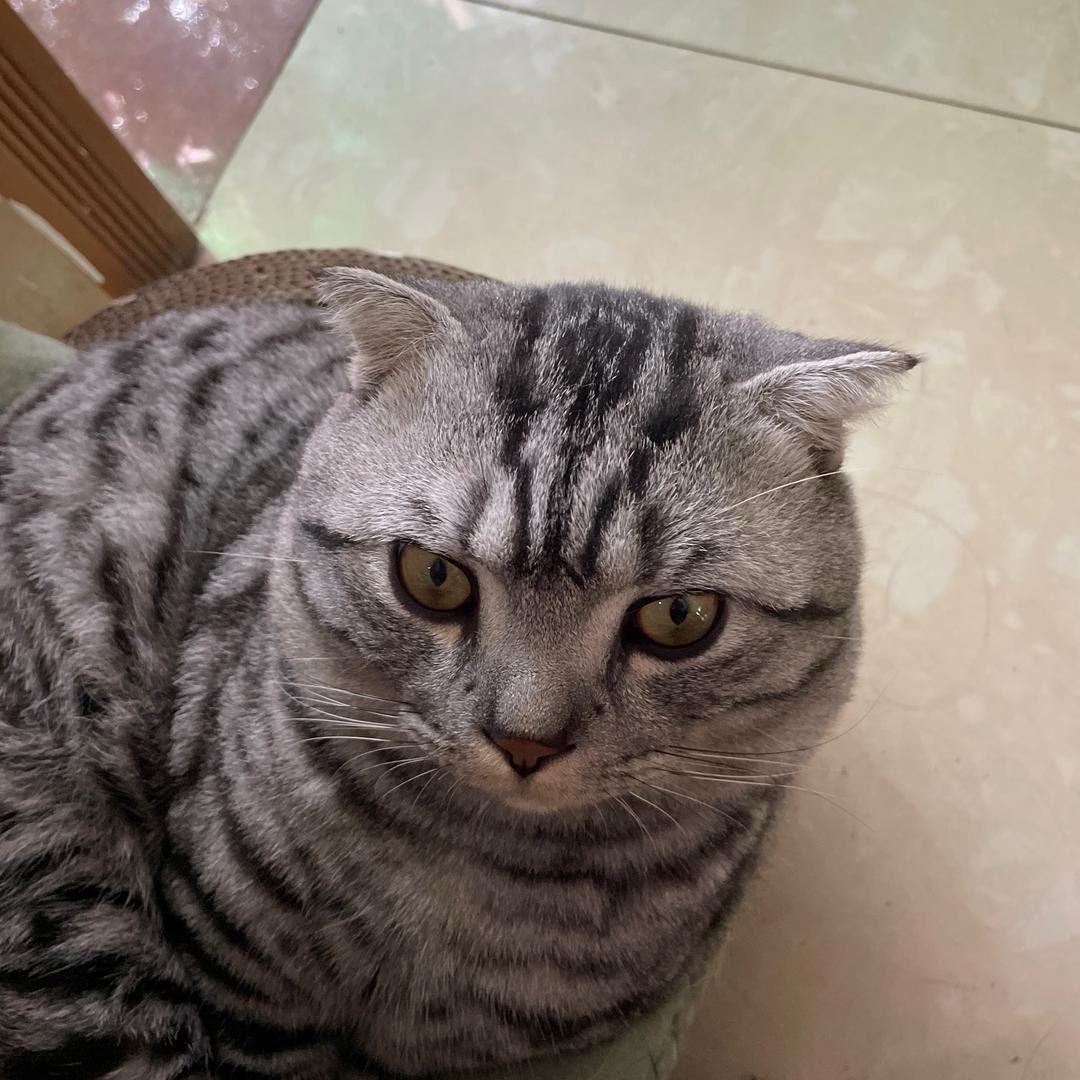 Xiaomishizhizhu